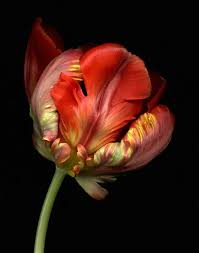 Image result for Tulipa
  ( Prima Donna Tulip )