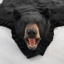 5 feet 6 inches 168 cm black bear rug