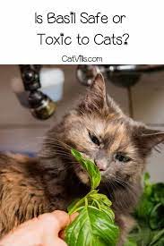 can cats eat basil a closer look at