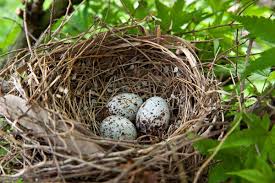 wild backyard bird eggs