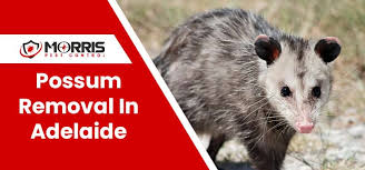 Adelaide Possum Removal Expert Possum