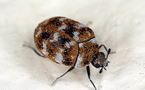 carpet beetles in dallas