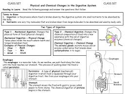 Digestion worksheet answer key could assume even more as regards this life, going on for the world. Class Set Class Set Physical And Chemical Changes In The Digestive System Reading To Learn Read The Following Passage And Answer The Questions That Follow Ppt Download
