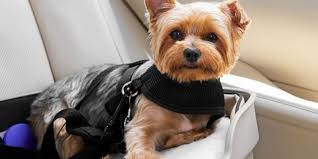 Dog Car Seats For Small Dogs Reviews