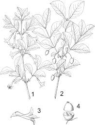 Honeysuckle - Wikipedia