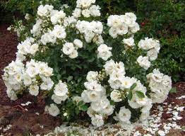 rose flower carpet white