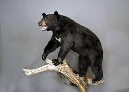 Black Bear Taxidermy Mounts