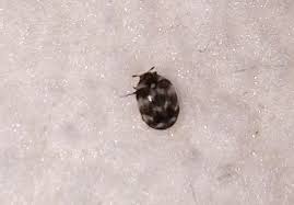 varied carpet beetle characteristics