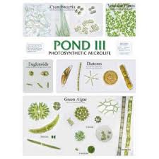 49 Explanatory Pond Water Organisms Chart