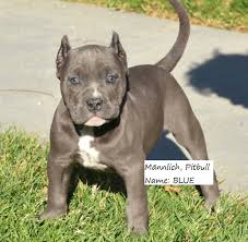 They were first bred in britain during the 19th century to compete in dog fighting and bear baiting but they do share an ancestor: American Pitbull Terrier Welpen Zu Verkaufen Mannlich Blue South Star Kennels