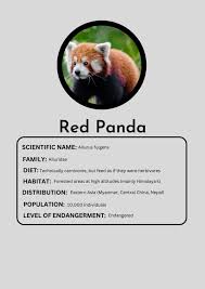 red panda s around the globe
