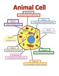 Lets Build An Animal Cell Anchor Chart Animal Cell