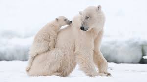 Image result for polar bear photos