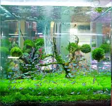 11 best aquarium carpet plants for