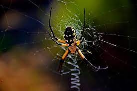 garden spider