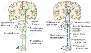 Various Pain Pathways To The Brain Via The Spinal Cord Nerve