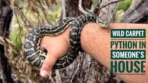 wild southwest carpet python release