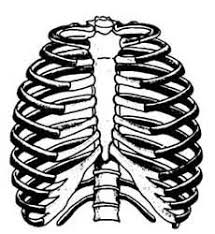 There are twelve pairs of ribs that form the protective cage of the thorax. Unit Iv