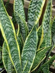 Toxic Houseplants That Could Poison