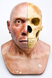 Homo neanderthalensis – The Neanderthals - The Australian Museum