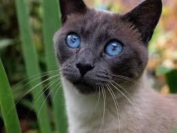 All cats shed, but siamese cats shed very little. Fun Facts About The Siamese Cat Breed If You Please Cole Marmalade