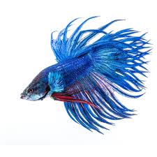 Bubble nests are a sign that your betta is happy, healthy and ready to breed. Male Siamese Betta Crown 5cm