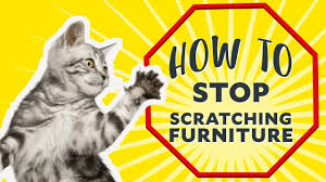 Instead of punishing your cat, you can train the cat to not scratch the furniture, krieger says. How To Keep Cats From Scratching Furniture Bechewy