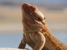 Bearded Dragon Temperatures Uvb Requirements Reptifiles