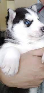 syberian husky puppies in