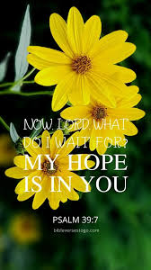 hopeful daisy psalm 39 7 encouraging