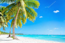 Caribbean beach with exotic palm trees Stock Photo by ©ankamonika 72836295