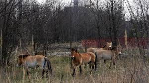 Rund um tschernobyl siedeln sich wölfe, elche, luchse an. Tschernobyl Heute Atomkraft Technik Planet Wissen