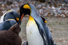 Did you know emperor penguins can dive deeper than any other bird and can stay under water for more once the females arrive back at the colony, they regurgitate food for the hatchings to eat. Emperor Penguin Facts For Kids All About Emperor Penguin