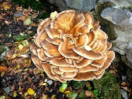 maitake mushroom benefits dosing
