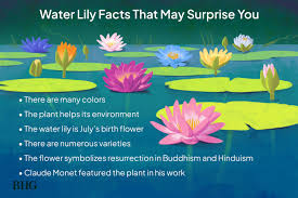 6 water lily facts that will make you