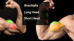 best dumbbell exercises for biceps
