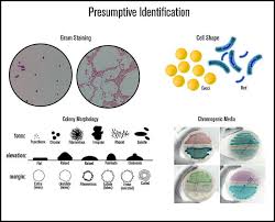 Presumptive Identification Of Microbes In Food Grade Air