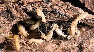 termites effective methods