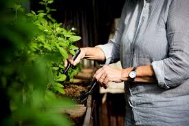 Backyard Garden