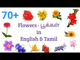70 flowers name in english and tamil l