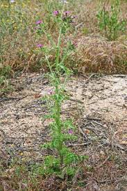 Carduus cephalanthus, flora di Sardegna