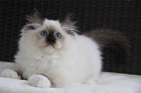 Adoption charge is $150 for theodosia & hamilton adopted together. Usadolls Ragdoll Kittens Doll Face Ragdoll Kittens For Sale Texas