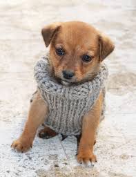 Please kindly check your pet's measurements with my. Puppy Sweater Knitting Pattern Xs Puppy Handy Little Me