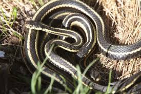 It is active, easy to handle, easy to tame, and they stay relatively small. You Gotta Read This If You Re Planning To Keep Garter Snakes As Pets Pet Ponder