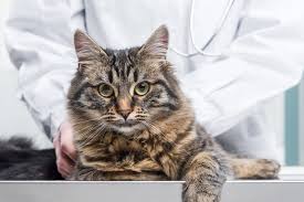 Kidney health in cats the primary function of the kidneys is to regulate the normal balance of fluid and minerals within your pet's body and remove waste. Royal Canin Launches Unique Solution For Tailor Made Pet Nutrition 2019 12 22 Pet Food Processing