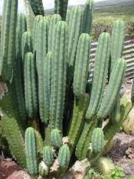 Can you help me identify what species they are and how to care for them? Echinopsis Pachanoi Wikipedia