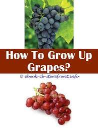 Flavorful, sweet, crisp grapes in red, black, and. Pin On Grape Growing