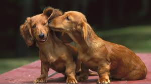 This dachshund valentine wallpapers viewed 5104 persons. Get Windows 7 Themes For Valentine S Day