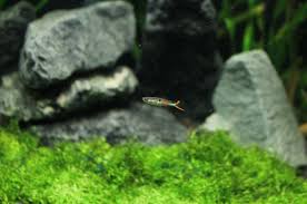 Is the endler livebearer really a guppy? Endler Guppy Care Guide Types Size Tank Mates Breeding