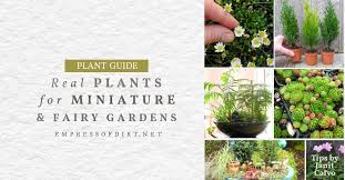 Living Plants For Miniature Gardens